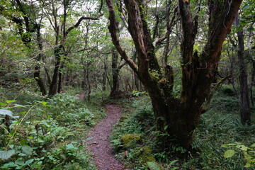 mossy old tree and fine path in deep forest
