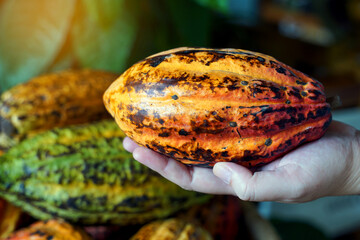 Cocoa, Cacao, Chocolate Nut Tree Fruit shaped like a papaya on the trunk or branches. Gourd-like skin, thick skin, cocoa beans are processed into chocolate. Soft and selective focus.         