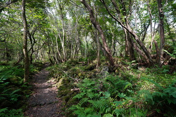 primeval forest with mossy rocks and old trees
