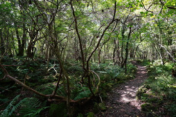 fine forest in the gleaming sunlight