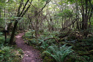 Fototapeta premium fine forest in the gleaming sunlight