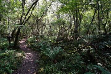 Fototapeta premium primeval forest with mossy rocks and old trees 