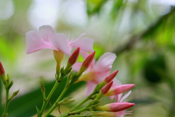 Fototapeta premium Amazing red flowers on nature background