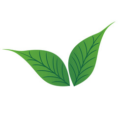 Beautiful romantic flower, leaves, floral bouquets, flower compositions, Beautiful romantic flower collection with roses, leaves, floral bouquets, flower compositions