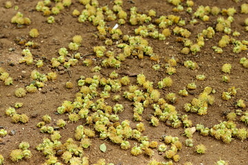 Yellow flowers spread on the earth