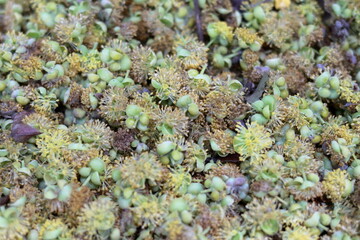 Yellow flowers spread on the earth