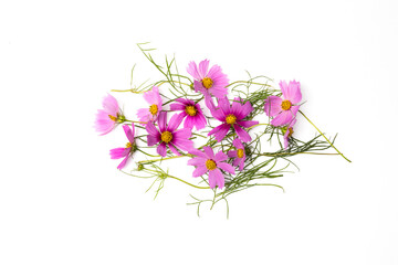 花のフレーム　frame with typical beautiful flowers