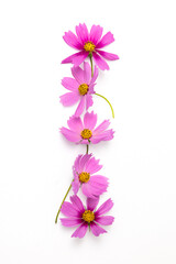 Obraz na płótnie Canvas 花のフレーム　frame with typical beautiful flowers