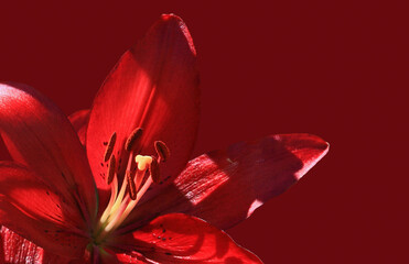 Flowering lily in the home garden in the summer. Red background.