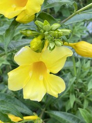 yellow Cascabela thevetia flower in nature garden