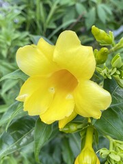 yellow Cascabela thevetia flower in nature garden