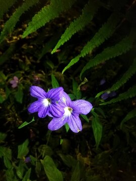 flor lila browallia speciosa