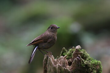 white-tailed robin on a branch