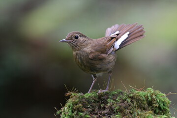 white-tailed robin on a branch