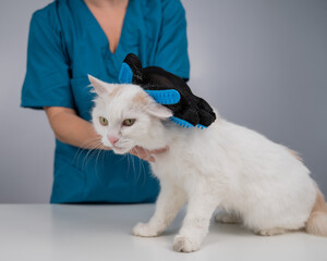 The veterinarian combs out a white fluffy cat with a special glove. 