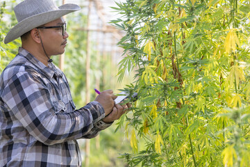 Marijuana research, Male farmer in hemp field examines plants and flowers, plant diseases, alternative herbal medicine concept