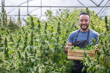 Farmers collecting cannabis In his commercial, cannabis sativa is grown industrially for the production of cannabis for derived products such as CBD oil. - obrazy, fototapety, plakaty