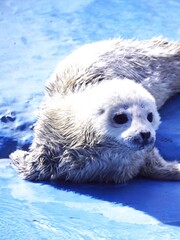 可愛いアザラシの赤ちゃん © kat334