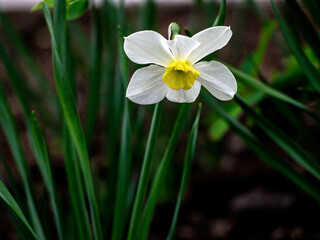 narcissus flower with a delicate yellow center
