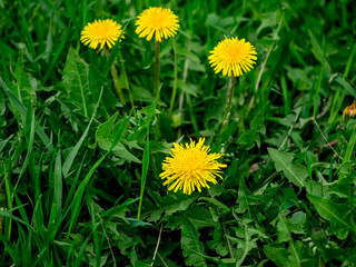 bloomed the first spring flowers dandelions, macro, narrow focus area