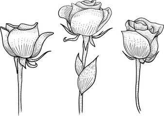 Roses Hand Drawn Line Art Engraving Style