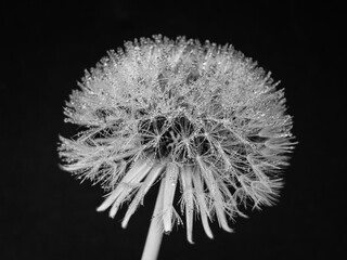 Taraxacum campylodes - Dandelion on Black Background