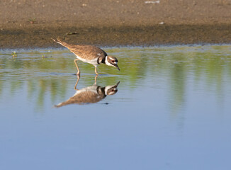 The killdeer (Charadrius vociferus) feeding on the Galveston beach