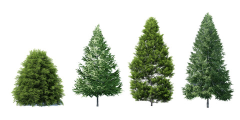Obraz premium Collection 3D Christmas Trees Isolated on PNGs transparent background , Use for visualization in architectural design or garden decorate 