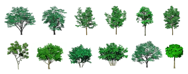 Fotobehang Collection Beautiful 3D Trees Isolated on PNGs transparent background , Use for visualization in architectural design or garden decorate   © Keyframe's