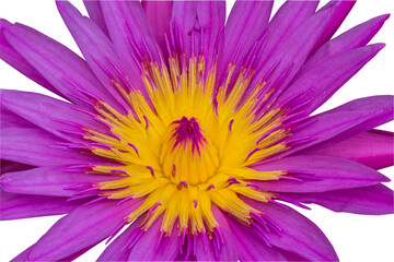 Obraz premium purple lotus flowers isolated and save as to PNG file