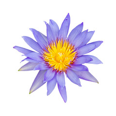 lotus flower isolated and save as to PNG file