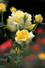greeting season with rose