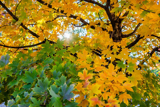 Bright yellow and green autumn leaves on a tree in the Del Ray neighborhood of Alexandria, Virginia