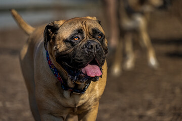 Obraz premium 2022-10-07 LARGE BULLMASTIFF WALKIMG WITH NICE EYES AND MOUTH OPEN WITH A BLURRY BACKGROUND