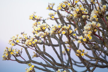 tree with flowers
