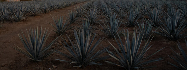 Agave landscape sunset, tequila background,  - obrazy, fototapety, plakaty