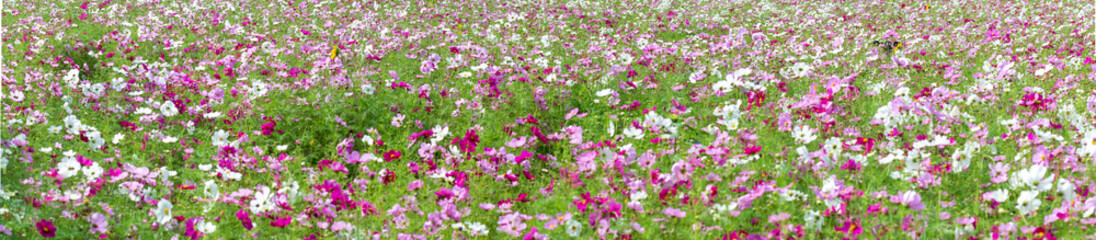 cosmos backgground image. field of flowers. 