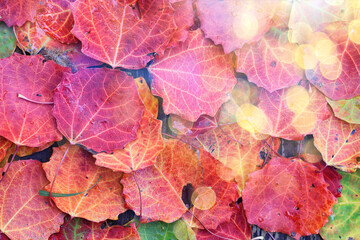 yellow fallen leaves abstract background, calendar golden fall