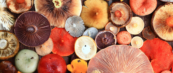 abstract background texture of very, many different mushrooms, inverted multicolored mushroom caps...