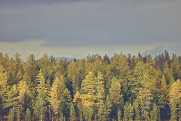 scenery yellow larch beautiful autumn forest, ecology climate change