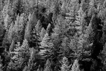 Obraz premium autumn forest background, tree in nature landscape