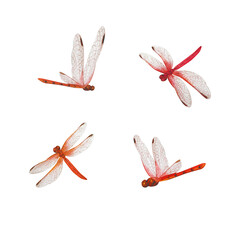 手書きの赤とんぼの水彩画イラスト素材 © fuufuu