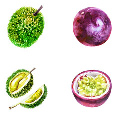 Watercolor illustration, set. Lychee, passion fruit, fruit halves.