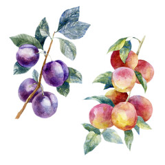 Watercolor illustration, set. Fruit. Plums and peaches on the branches.