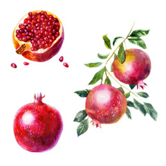Watercolor illustration, set. Fruit. Pomegranate.