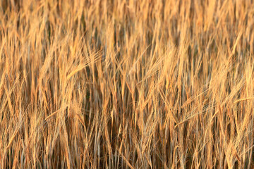 grain harvest background crisis farming
