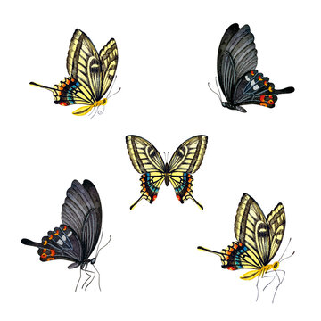 アゲハ蝶の水彩画素材