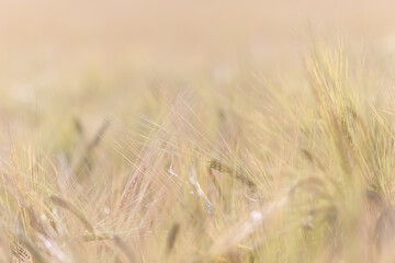 grain harvest background crisis farming