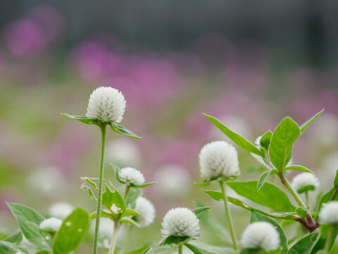 千日紅 Images Browse 1 336 Stock Photos Vectors And Video Adobe Stock