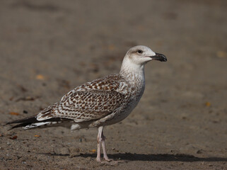 Great black-backed gull